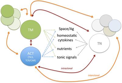 To Remember or to Forget: The Role of Good and Bad Memories in Adoptive T Cell Therapy for Tumors